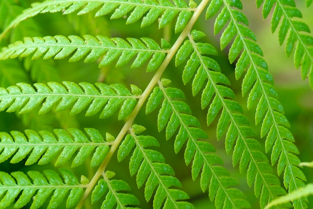 Beau modèle de feuilles vertes.