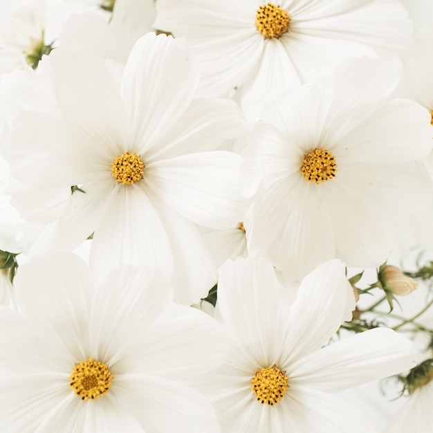 Un beau motif avec de la camomille blanche, des fleurs de marguerites