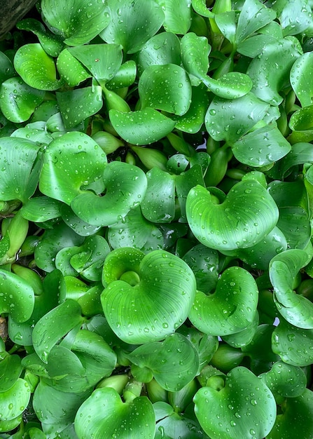 Beau motif de feuilles de jacinthe d'eau en gros plan Vue de dessus Copier l'espace Fond d'écran