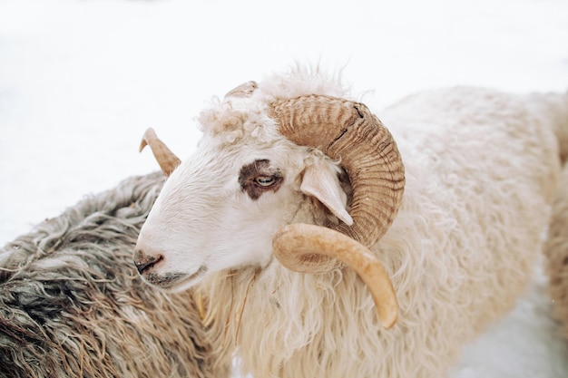 Beau mouton intéressant dans un épi dans les moutons des neiges en hiver Mouton à cornes