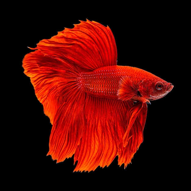 Beau mouvement de poisson betta siamois coloré ou betta demi-lune