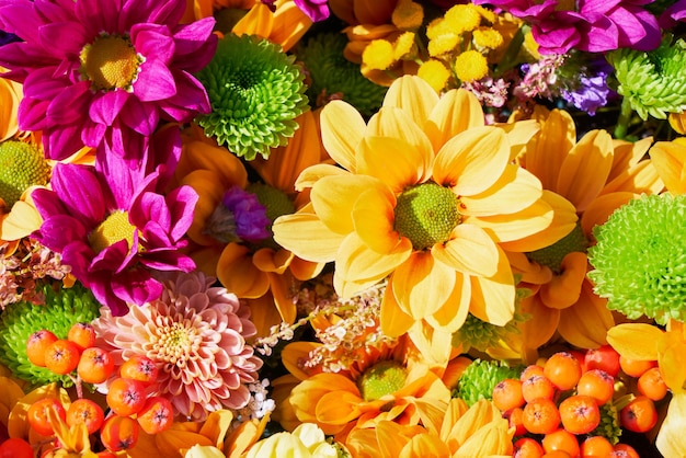 Beau mur de fleurs violettes et jaunes d'automne. Fleurs de chrysanthème colorées. Vue de dessus