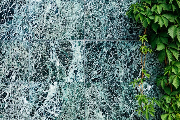 Un beau mur de marbre vert foncé avec des veines blanches et des raisins sauvages grimpants.