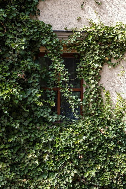 beau mur d'un vieux bâtiment envahi par le lierre