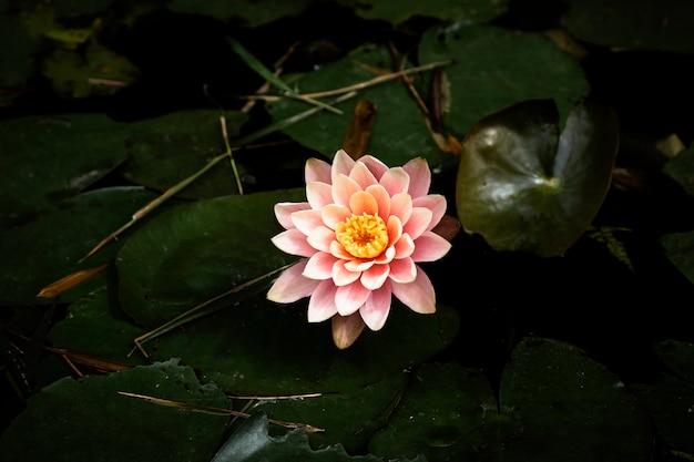 Photo beau nénuphar avec un arrière-plan flou