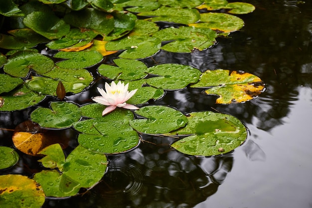 Beau nénuphar blanc ou fleur de lotus dans un étang