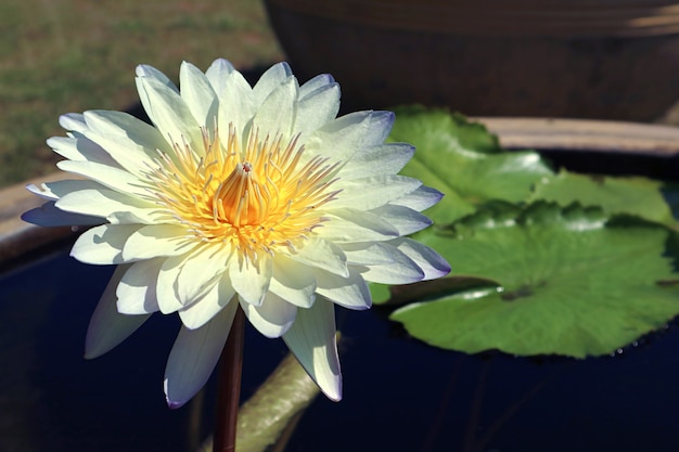 Beau nénuphar bleu pâle Nymphaea Caerulea qui fleurit dans la lumière du soleil