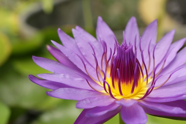 Beau nénuphar et feuilles vertes