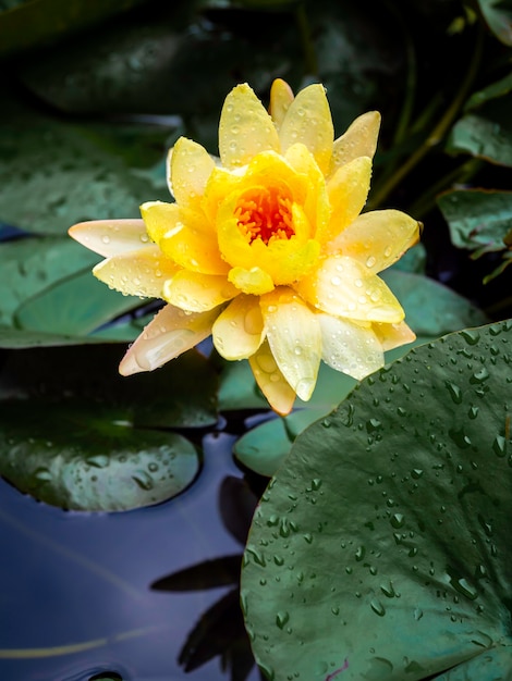 Beau nénuphar jaune en fleurs ou fleur de lotus recouverte de nombreuses gouttes d'eau après avoir plu sur des feuilles de lotus vertes et de l'eau d'un bleu profond, style vertical.