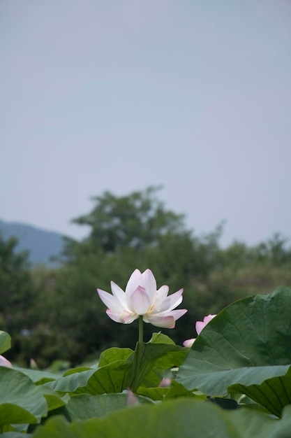 beau nénuphar et lotus