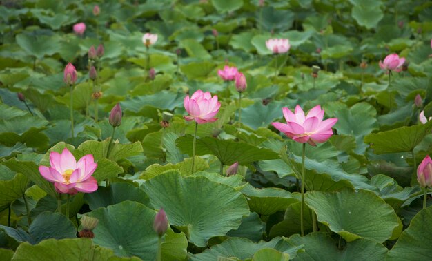 beau nénuphar et lotus