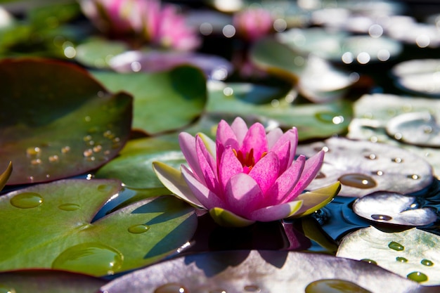 Beau nénuphar qui fleurit dans l'étang.