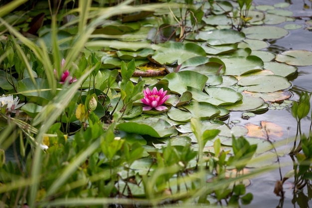 Beau nénuphar rose dans l'étang du parc