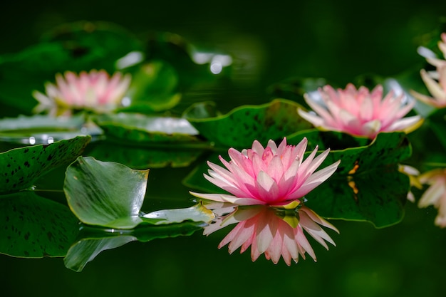 Beau nénuphar rose ou fleur de lotus dans un étang.