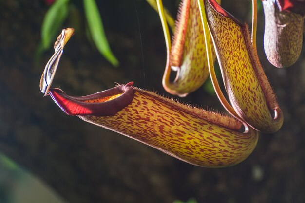 Beau Nepenthes