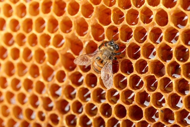 Beau nid d'abeille jaune avec fond de miel et d'abeille