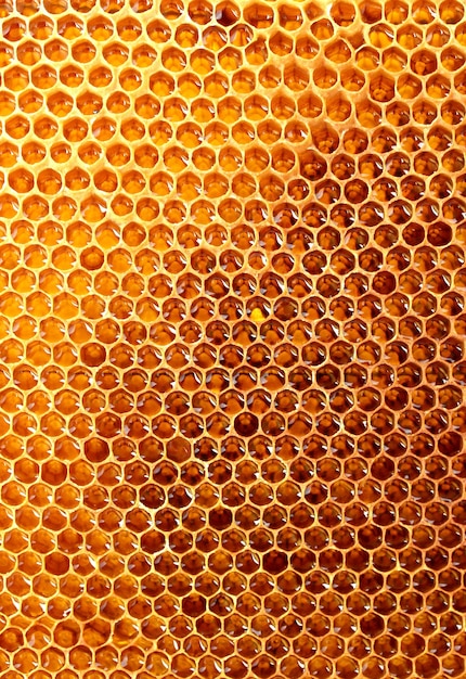 Beau nid d'abeille jaune avec fond de miel