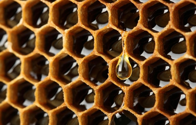 Beau nid d'abeille jaune avec fond de miel