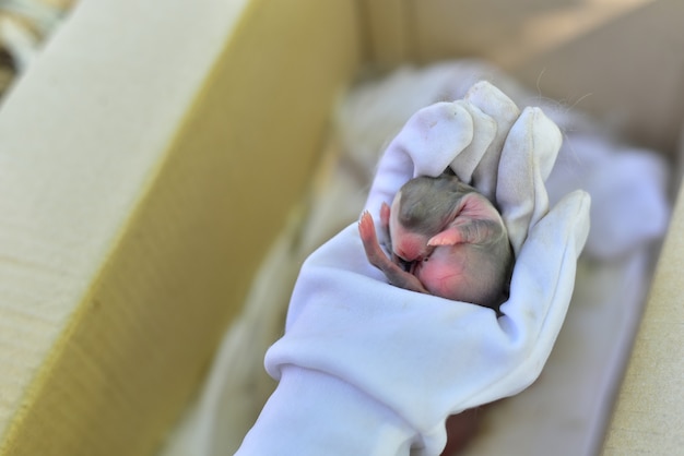 beau nouveau-né bébé lapin dans la main