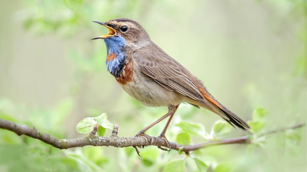 Photo beau oiseau à gorge bleue pris de près au printemps