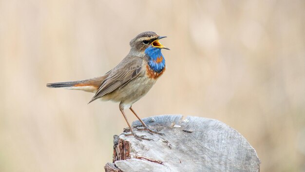 Photo beau oiseau à gorge bleue pris de près au printemps