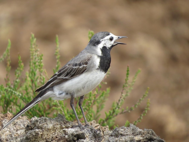 Beau oiseau