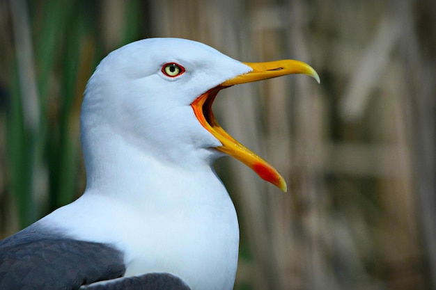 Beau oiseau