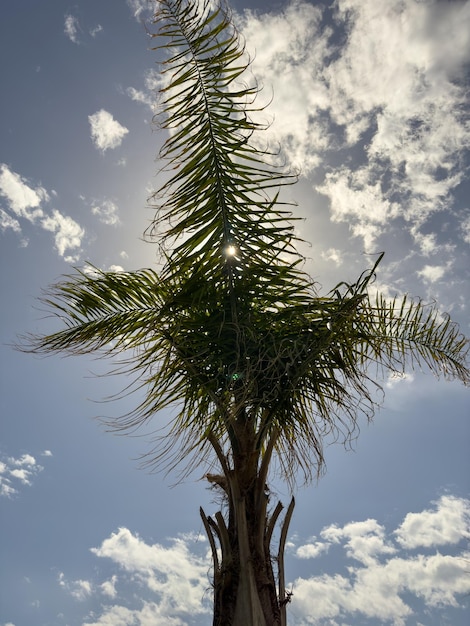 Beau palmier et ciel