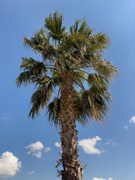 Beau palmier et ciel