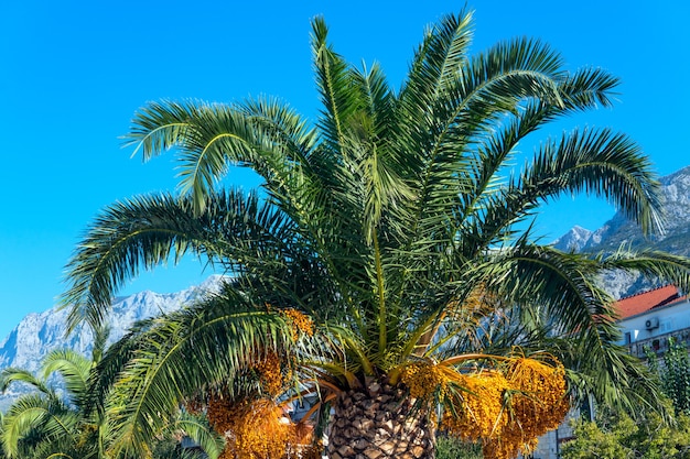 Beau palmier sur la côte méditerranéenne en Croatie.