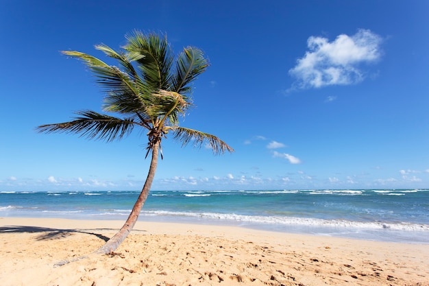 Beau palmier sur la plage des Caraïbes