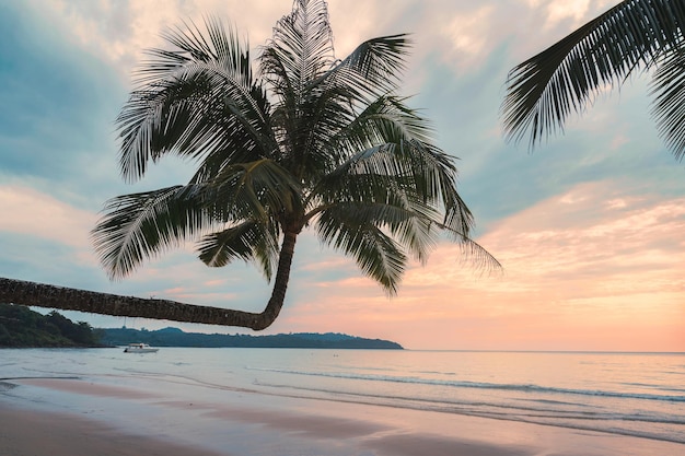 Beau palmier sur la plage en mer tropicale en été au coucher du soleil