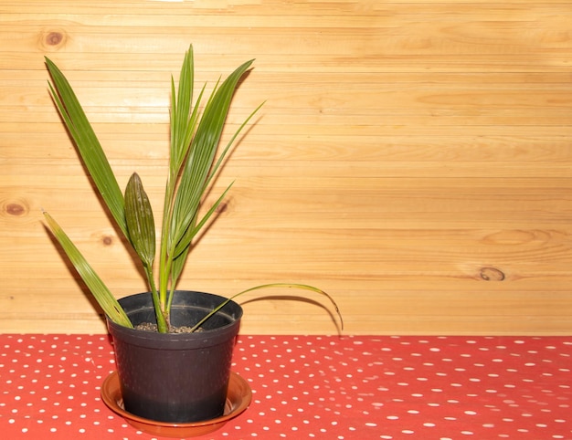 Beau palmier en pot sur fond de bois