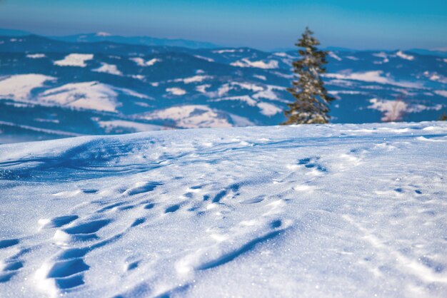 Beau panorama hivernal des collines avec une épaisse couche de neige sur fond de montagnes et de sapins