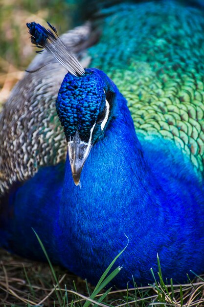 beau paon bleu profond