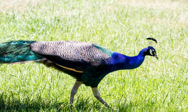 Beau paon majestueux élégant avec des plumes colorées