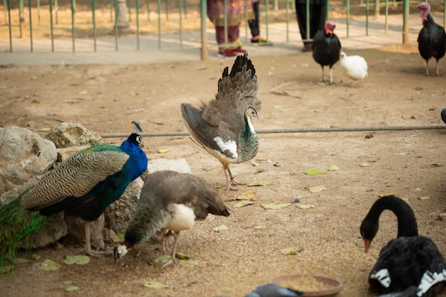 Beau Paon Paon Montrant Sa Queue Paon Aux Ailes Déployées De Profil