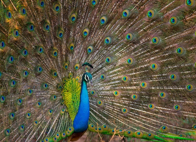 Beau paon avec queue colorée