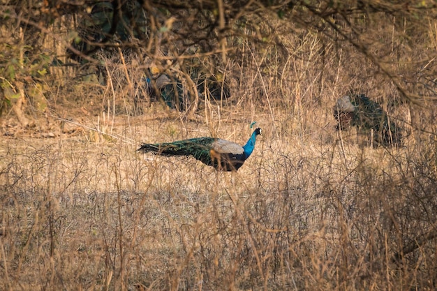 Beau paon se reposant dans les hautes herbes sèches de l'Inde Le parc national de Rajaji