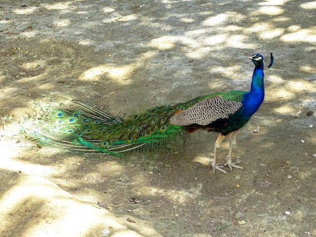 Beau paon vert dans le parc