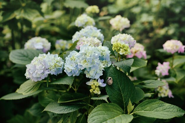 Beau papier peint d'été calme Plantes vertes hortensia avec fleur pastel bleu clair et rose Petite boue sur la feuille Réalité et authenticité contexte du concept