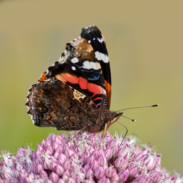 Beau papillon amiral rouge ou vanessa atalanta dans un jardin ensoleillé avec fond Gros plan d'un insecte volant aux ailes colorées se nourrissant de nectar sucré pour polliniser une fleur rose à l'extérieur