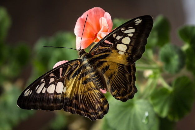 Beau papillon assis sur des feuilles de fleurs vertes.