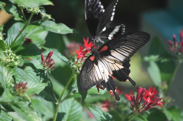 Beau papillon assis sur une jolie fleur dans un jardin.