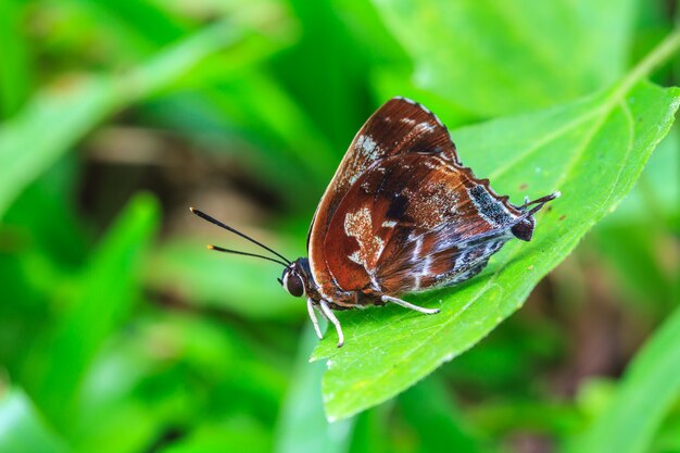 Beau papillon au sol