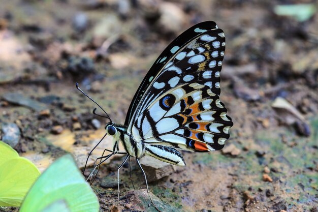 Beau papillon au sol