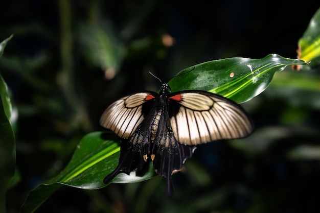 Beau papillon aux couleurs et motifs adorables, animal sauvage, sympathique