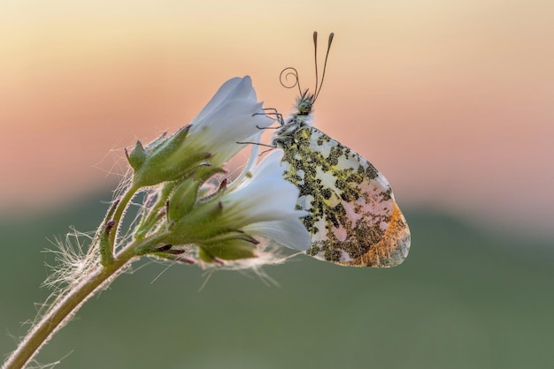 Un beau papillon blanc est assis sur une fleur.