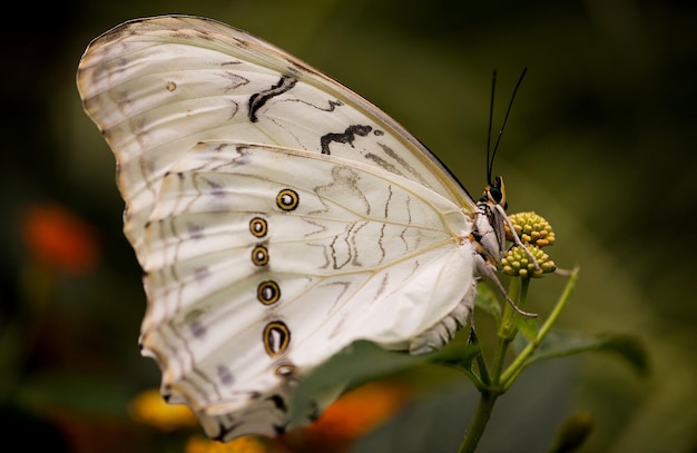 Un beau papillon blanc est assis sur une fleur.