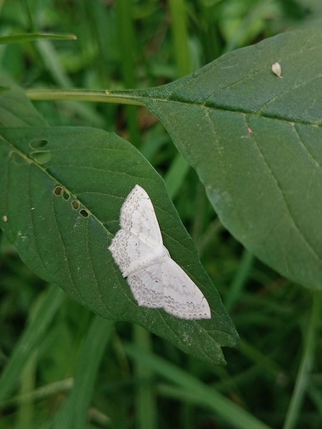 Photo beau papillon blanc sur une feuille